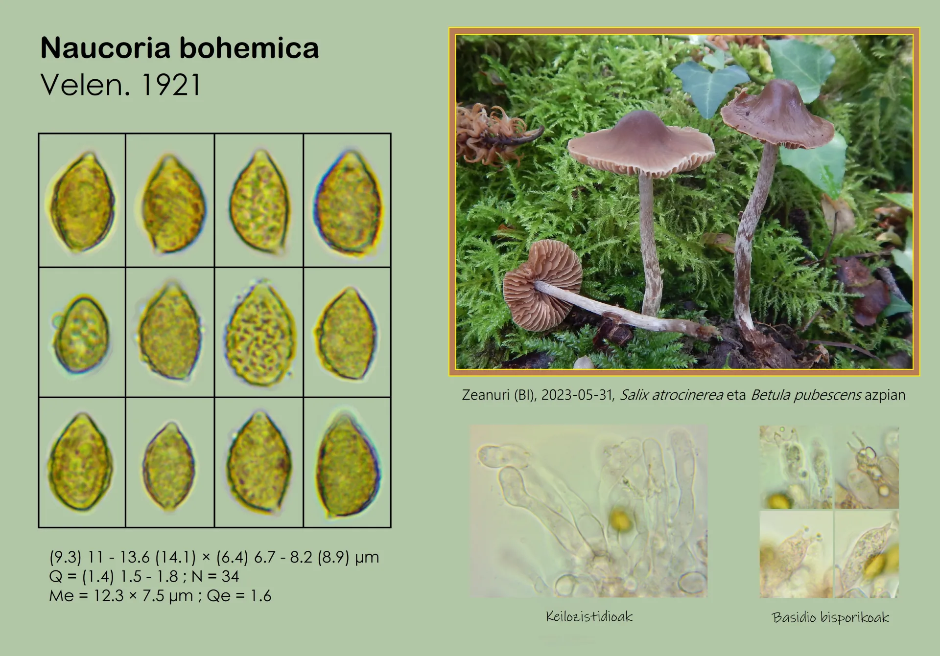 Microscopía de Naucoria bohemica